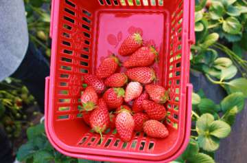 草莓几月份种植最好 摘草莓的季节是几月份 草莓的季节一般几月