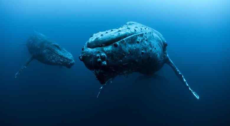 巨型虎鱼 惊现吃人怪物 巨型食人鱼现身鱼肚中发现人类头颅