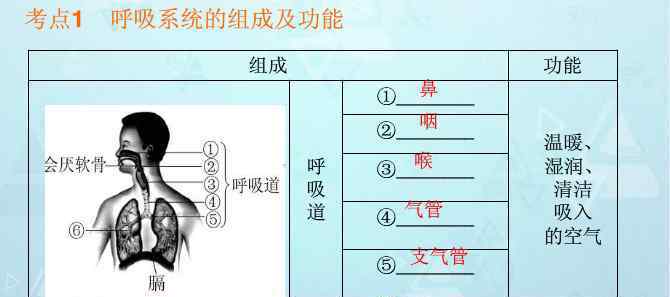 呼吸系统的组成及功能 2014中考生物《呼吸系统的组成及功能》复习试题