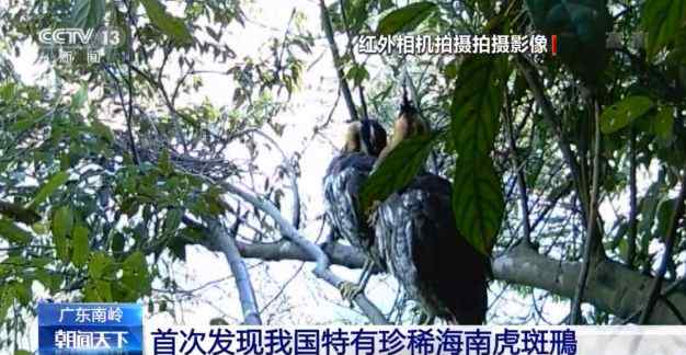 海南虎斑鳽 广东南岭拍到海南虎斑鳽怎么回事 海南虎斑鳽长什么样子（图）