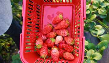 吃草莓的季节 摘草莓的季节是几月份 草莓的季节一般几月