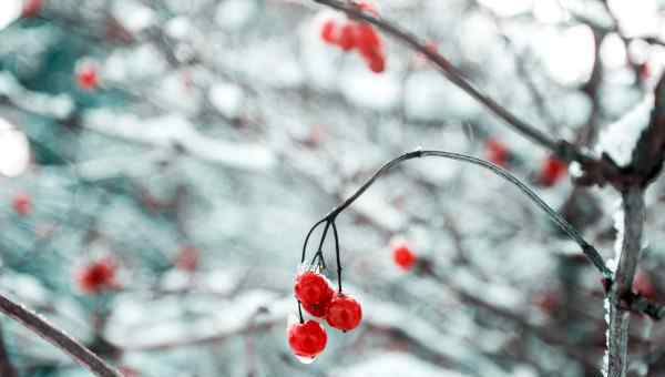  五年级雪中即景作文600字五篇