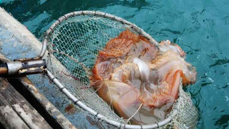 海蜇怎么吃 海蜇价格多少钱一斤 新鲜海蜇怎么吃呢？