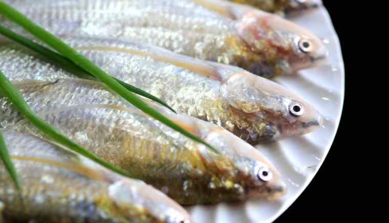 长江刀鱼多少钱一斤 长江刀鱼正式禁捕 长江刀鱼不可以进行买卖了吗？
