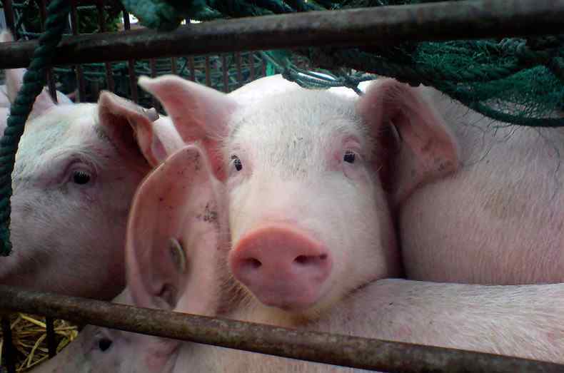 养殖补贴政策2019标准 2019生猪养殖补贴政策 生猪养殖补贴标准是多少