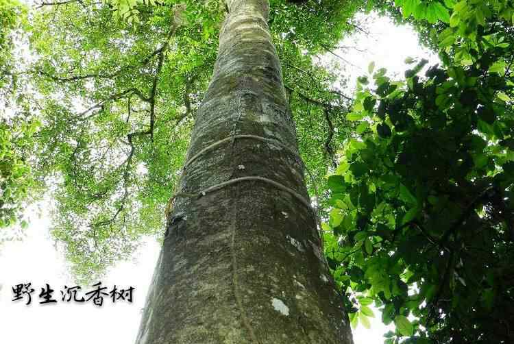 沉香茶 三十六道工艺-—大河山沉香茶