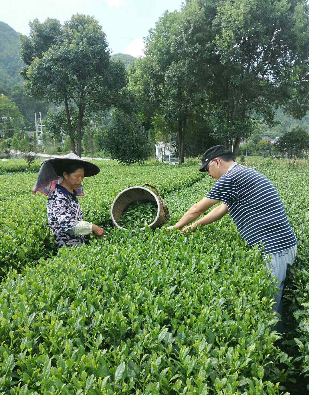 锌硒茶 凤冈锌硒茶简介