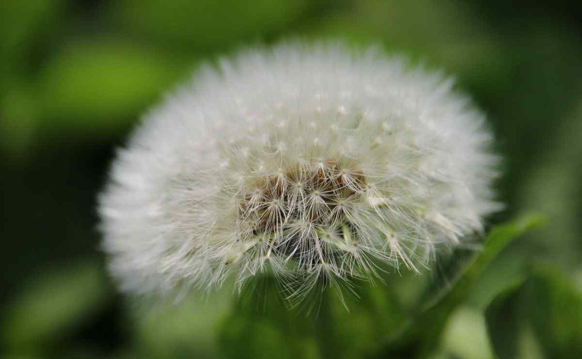 蒲公英花语 蒲公英花语