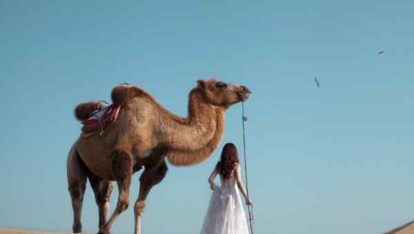 骆驼沙漠 沙漠骆驼歌词的意思 沙漠骆驼歌曲唱出不一样的人生旅途