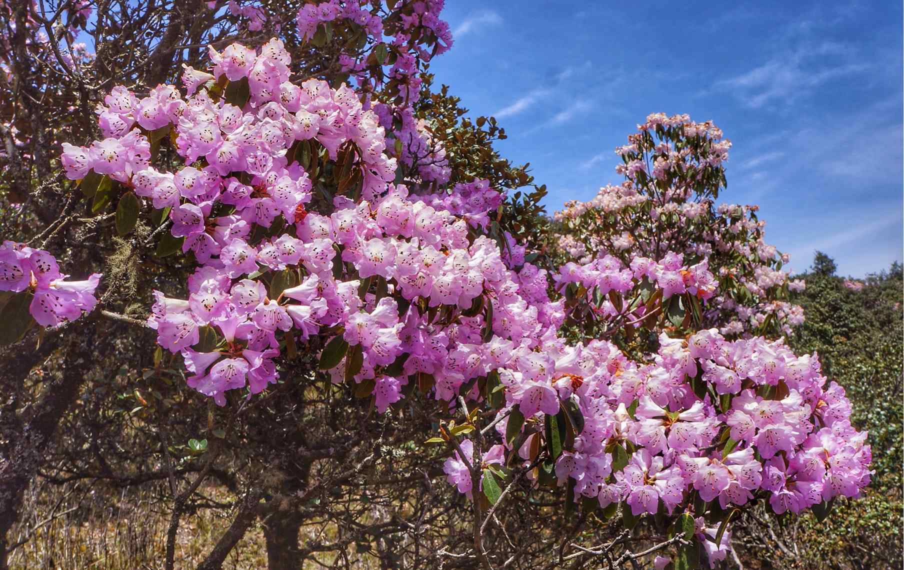 索玛花 【大凉山上的索玛花】