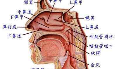 牙龈癌初期有哪些症状