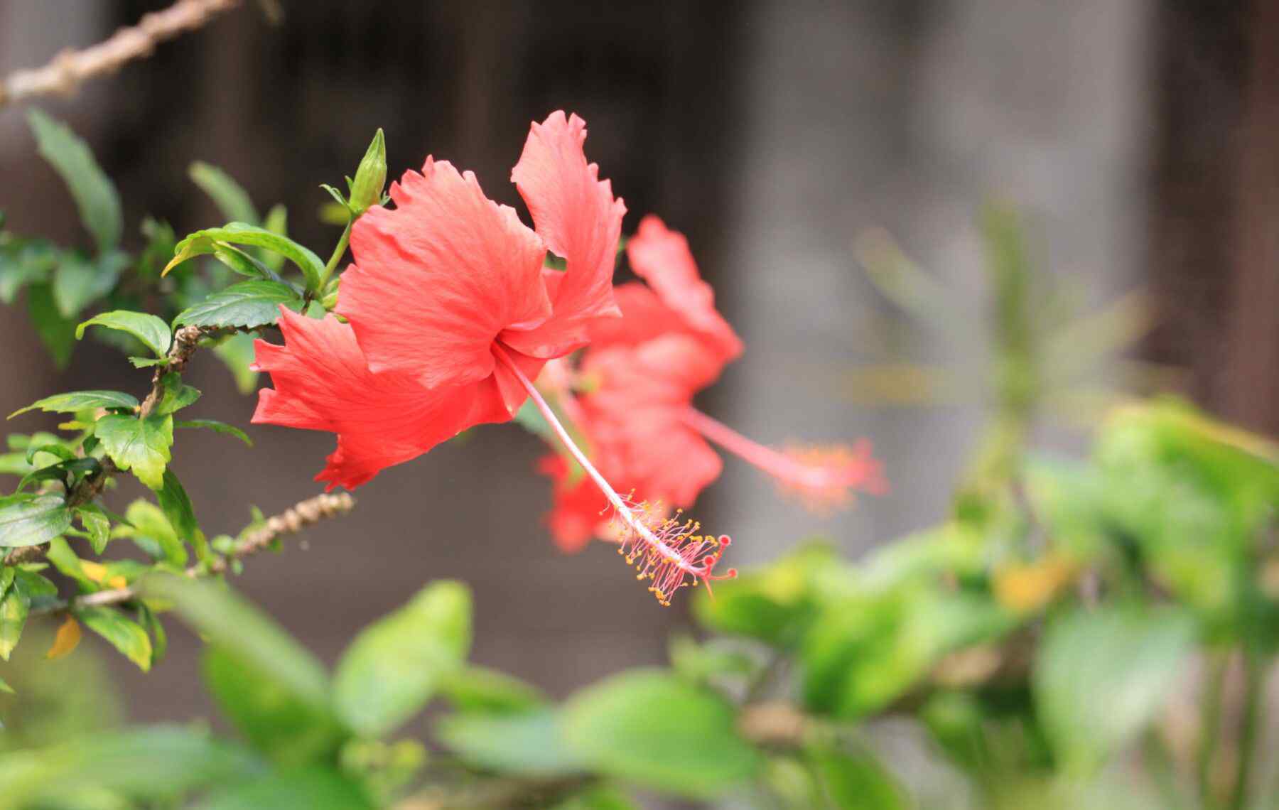 鲜花心情 鲜花与心情