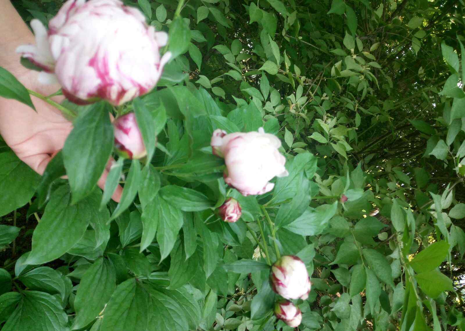 芍药的花语 芍药花语:美丽动人、依依不舍、难舍难分。开于春末，又名"将离"或"离草"。