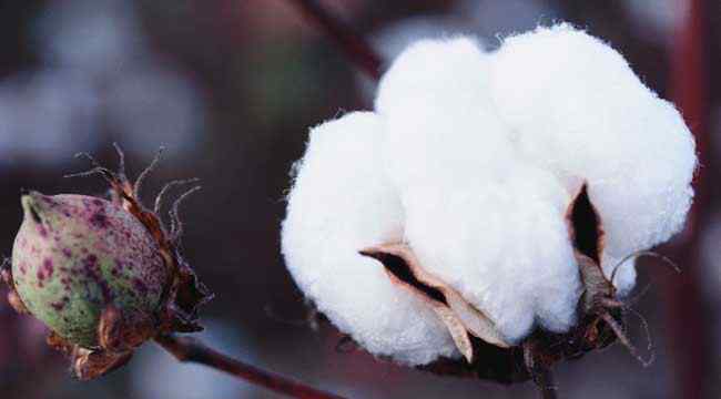 棉花期货行情 棉花期货的合约标准
