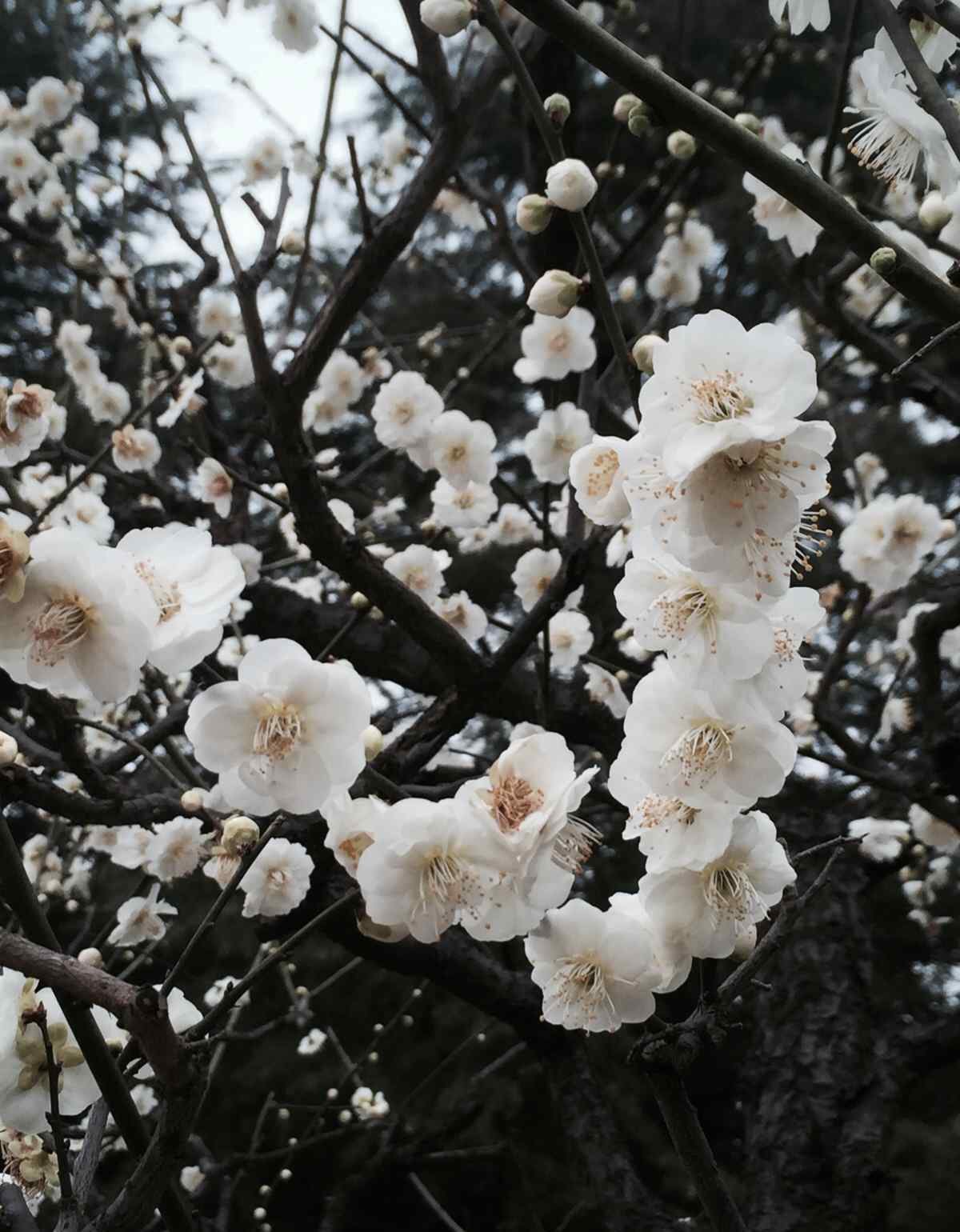 犹自多情 梅落繁枝千万片，犹自多情，学雪随风转。 昨夜笙歌容易散，酒醒添得愁无限。   2017.2.17