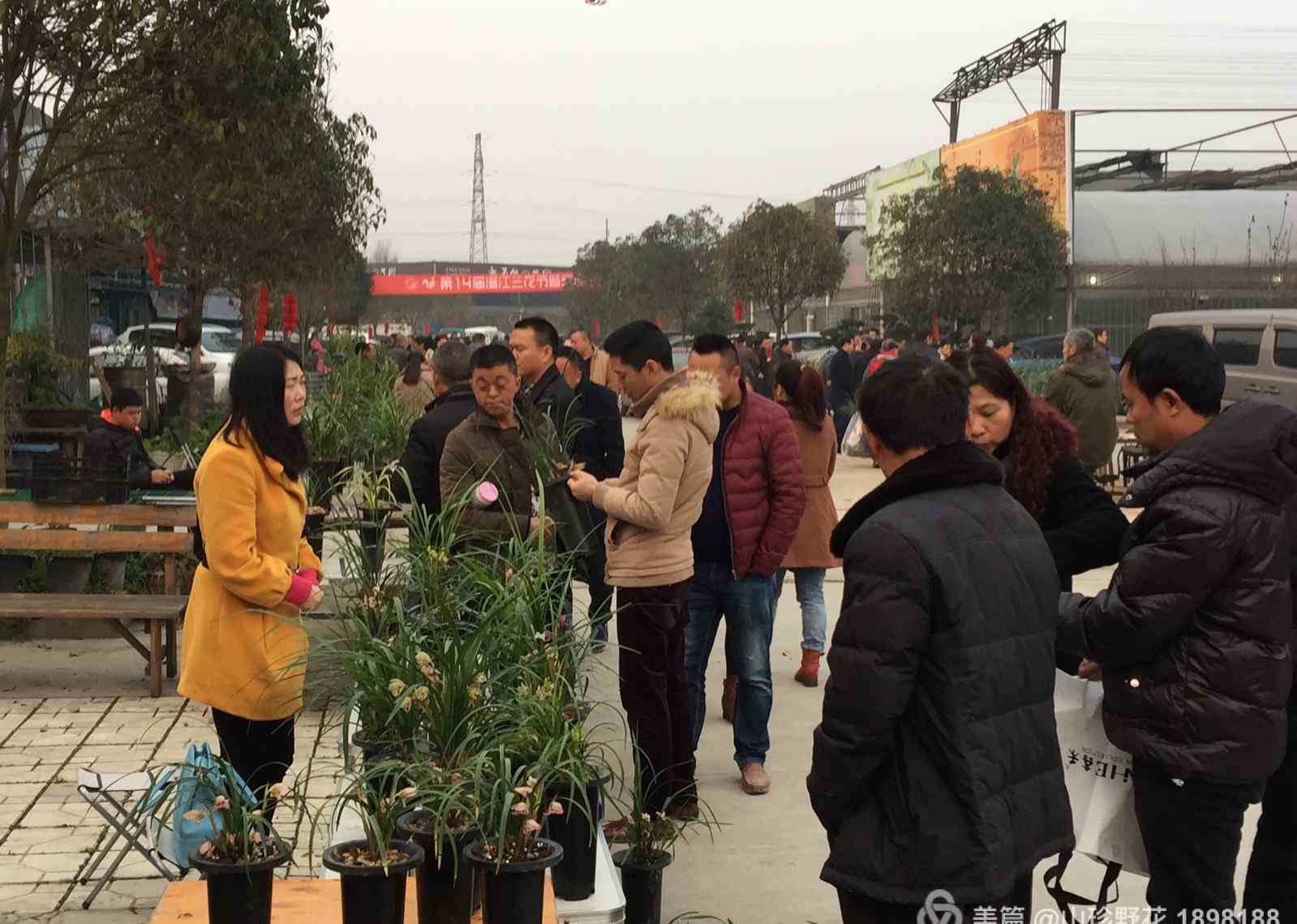 天府花城 成都市温江天府花城春季兰花交易会