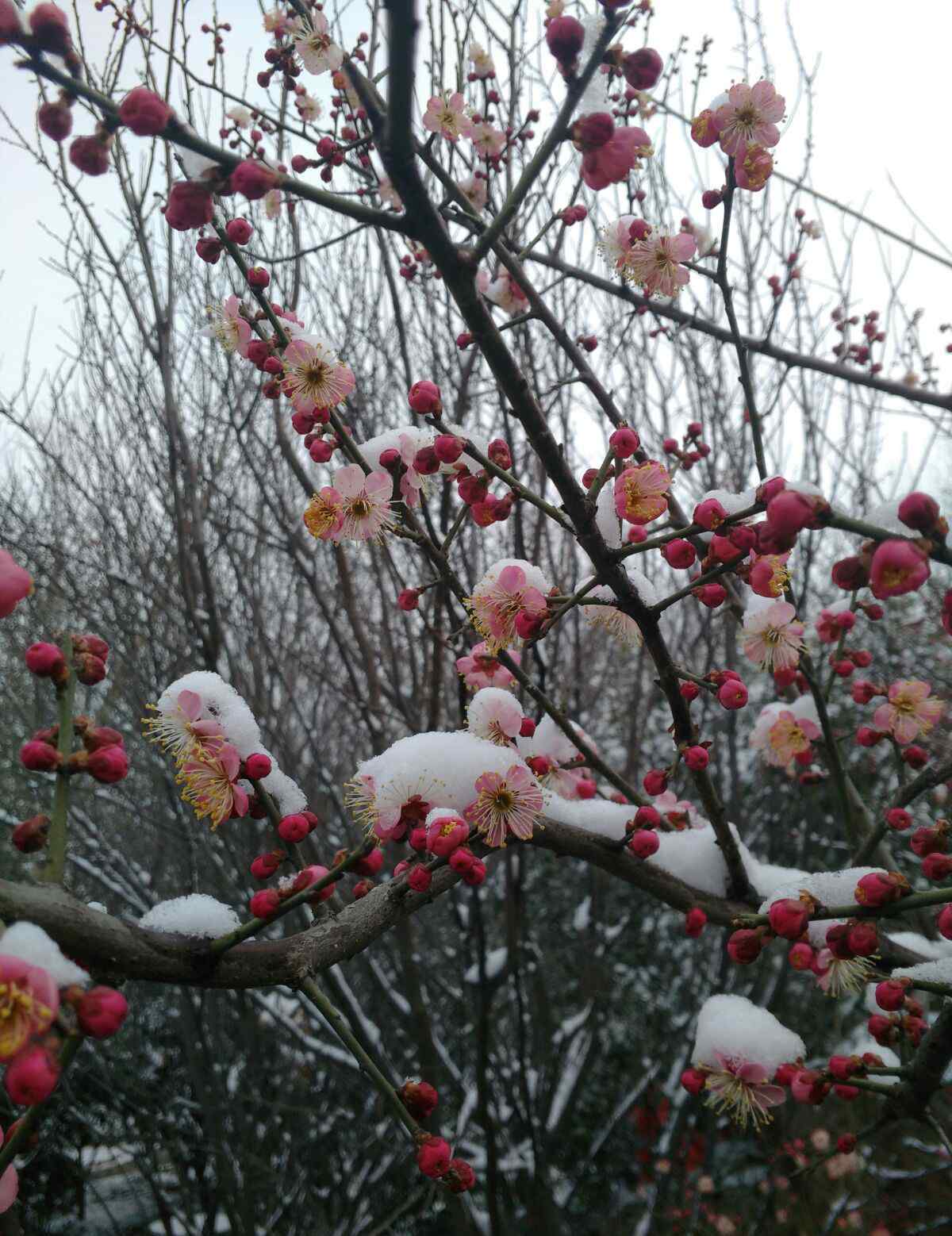 红梅傲雪诗句 傲雪红梅独自开，唯有伊人踏香来