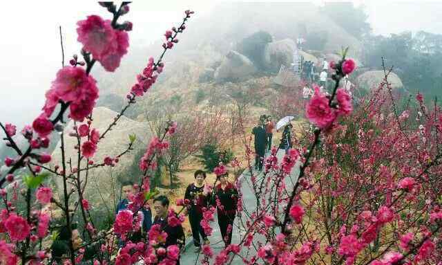 汕头巨峰寺 汕头濠江区巨峰寺风景区桃花绽放