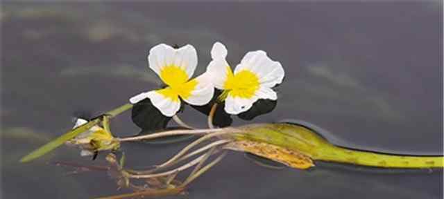 海菜花又被称作“水性扬花”,还是丽江泸沽湖一道特色美食!