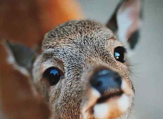 奈良鹿代 日企推出奈良鹿可食用纸袋作用大吗，奈良鹿为什么这么重要