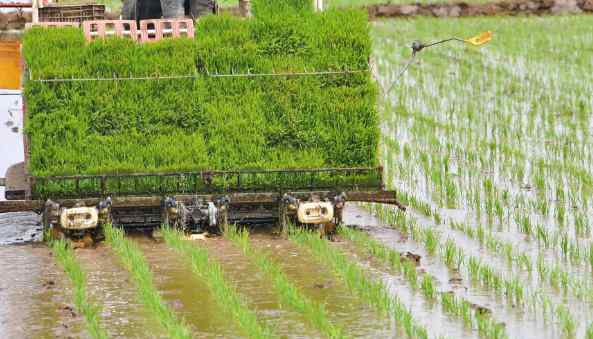水稻亩产 我国水稻产量多年保持在2亿吨以上，粮食危机不再有?水稻种植区域有哪些