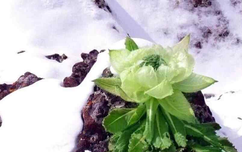 雪莲贴 雪莲贴中的几种主要成分注定了它功效的强大