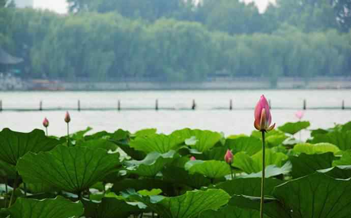 林心如夏雨荷 大明湖畔的夏雨荷，大明湖积满了她的泪！