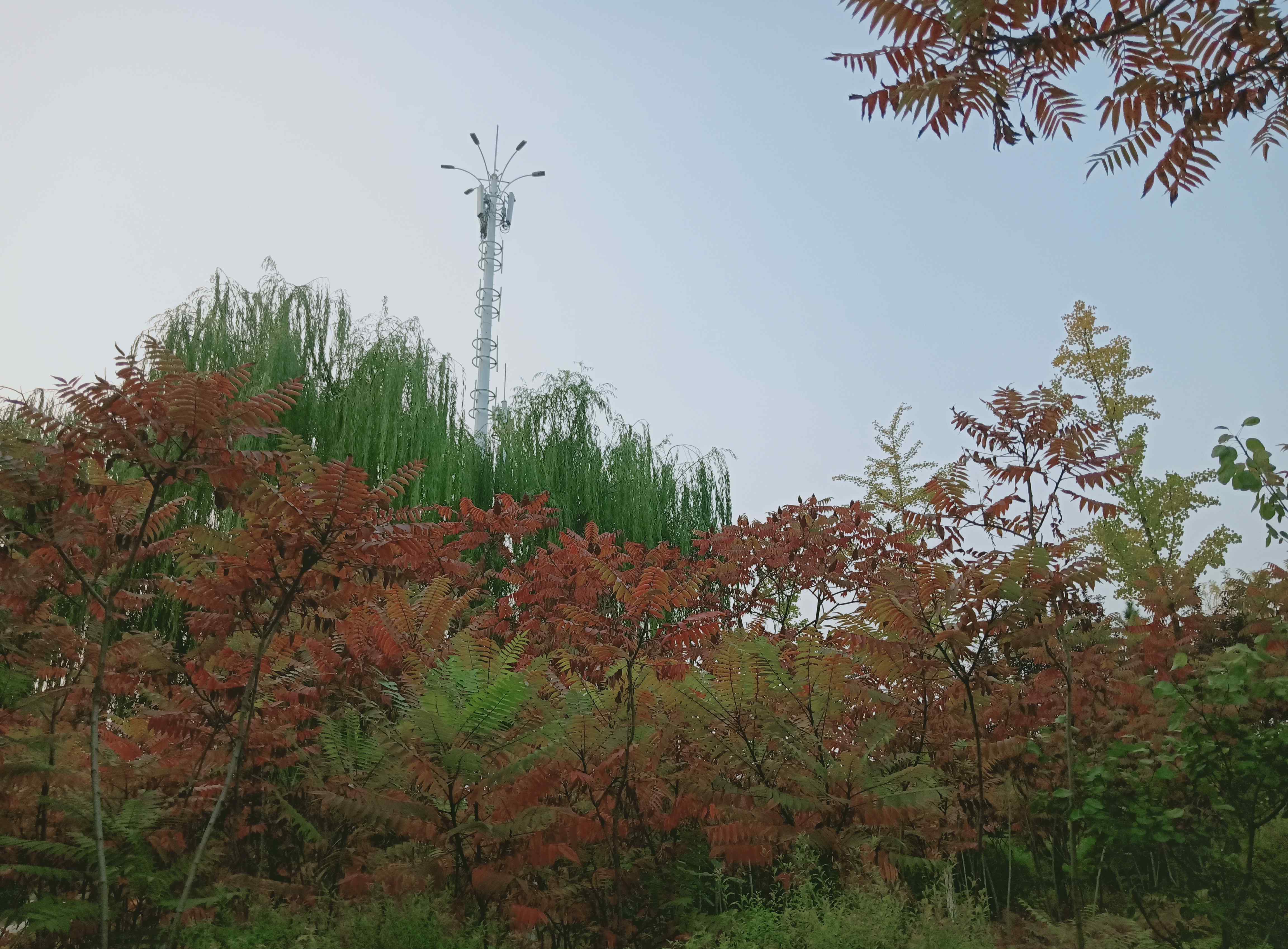 忽组词语 枫叶忽飘红透水，环湖沿岸彩绸披