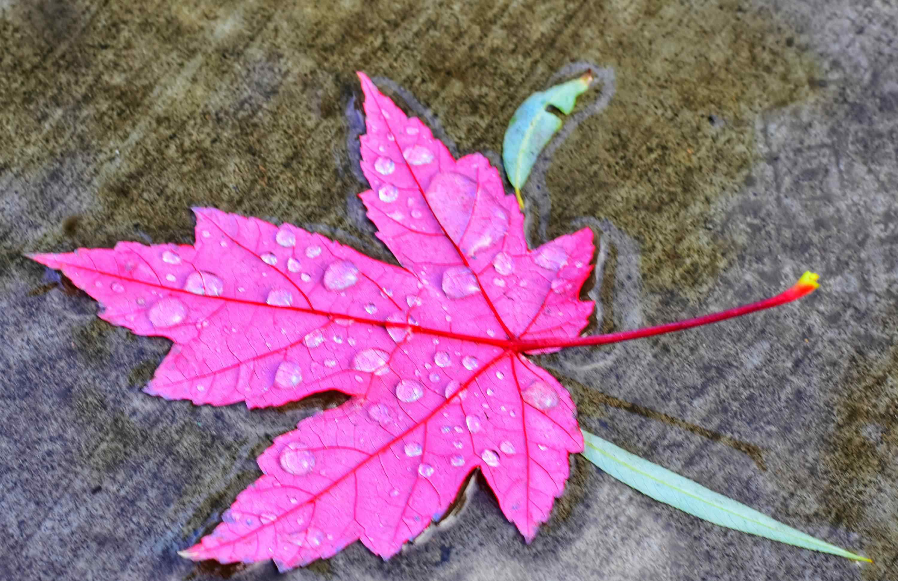 瑟雨 多少离人泪，缠绵涩雨中。