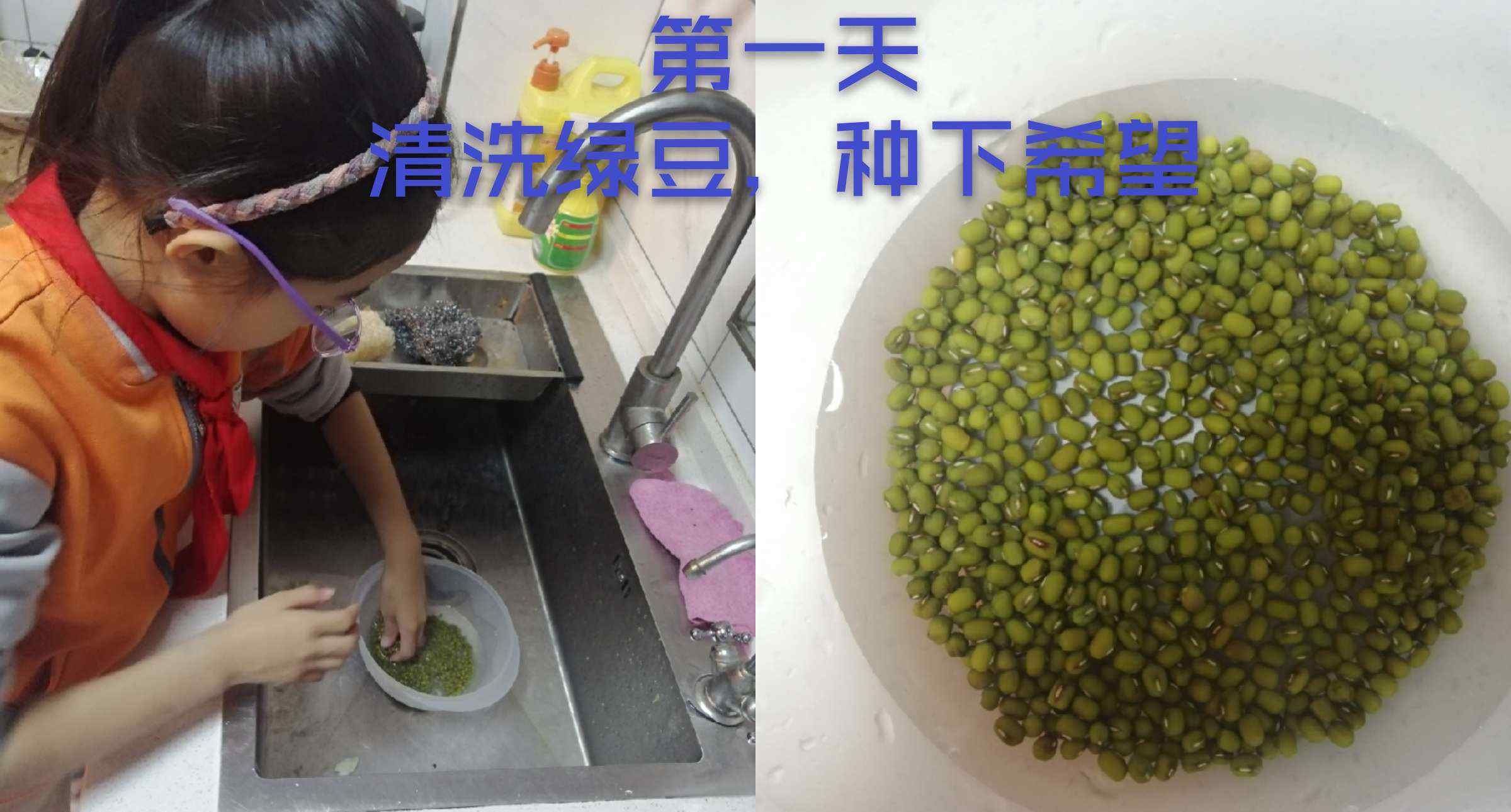 自制绿豆芽 《豆子变形记》--自制豆芽初体验