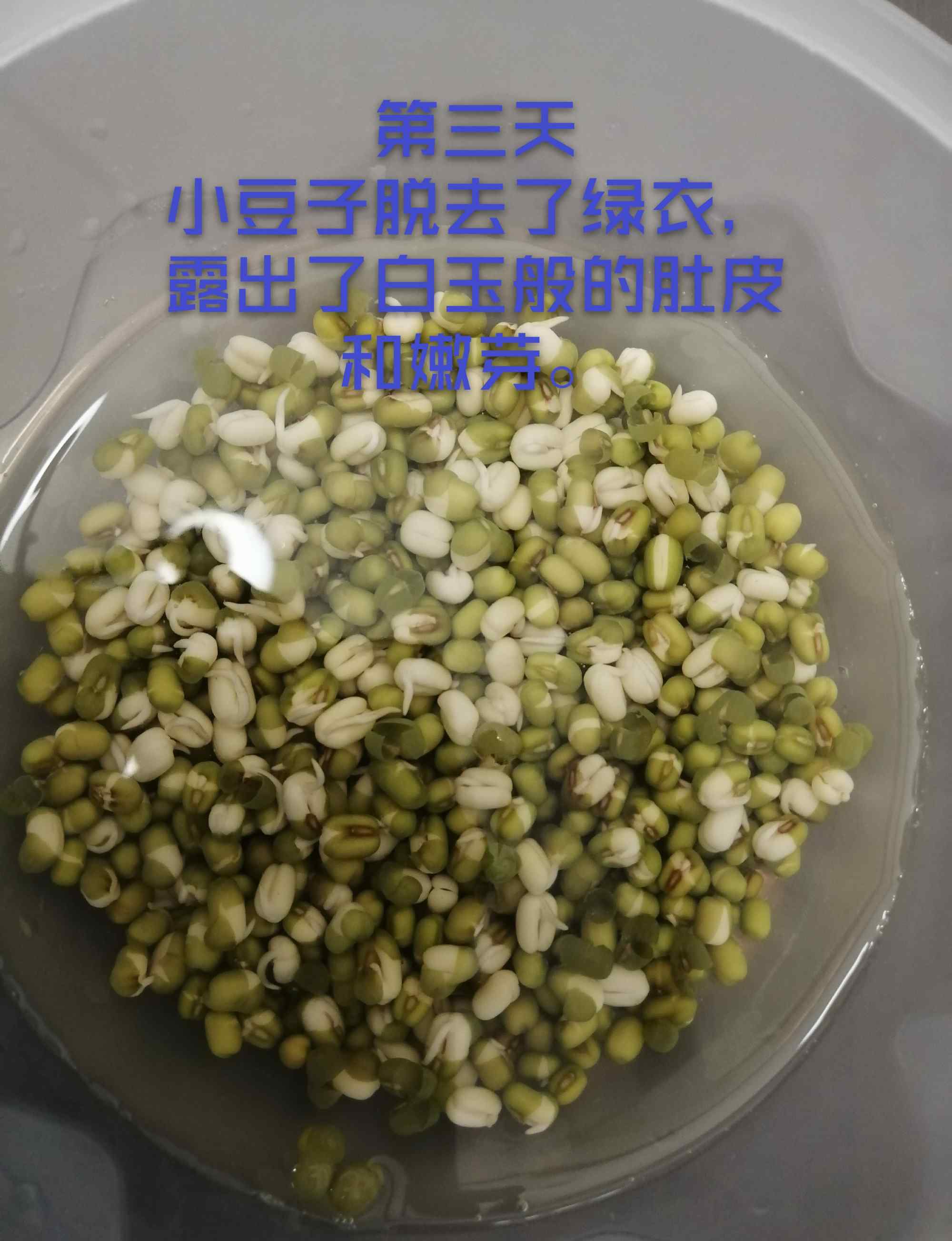 自制绿豆芽 《豆子变形记》--自制豆芽初体验