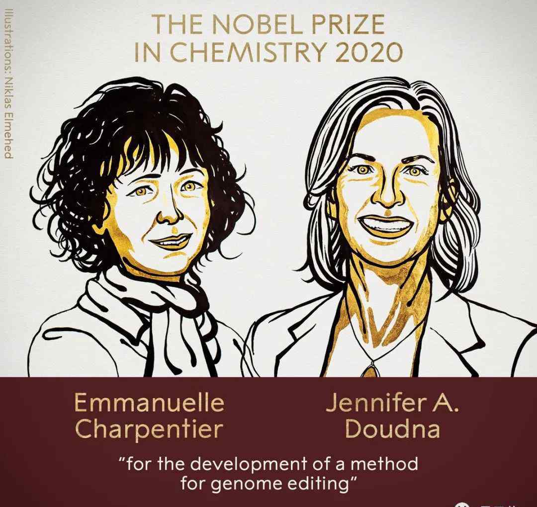 2015诺贝尔化学奖 诺贝尔化学奖颁给“基因编辑”，华裔科学家张锋未能一同加冕