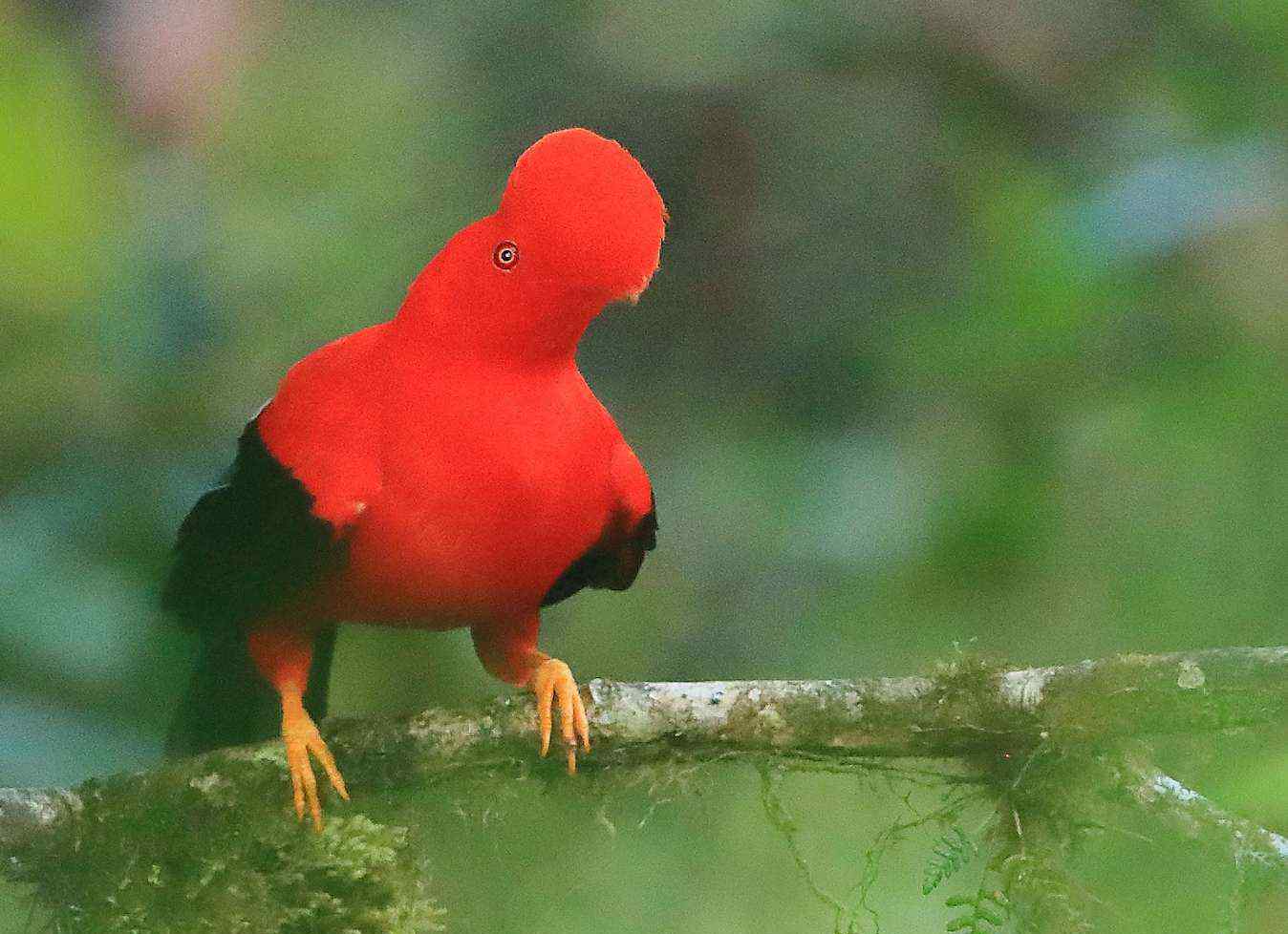 大绿雀鹎 各种颜色的鸟
