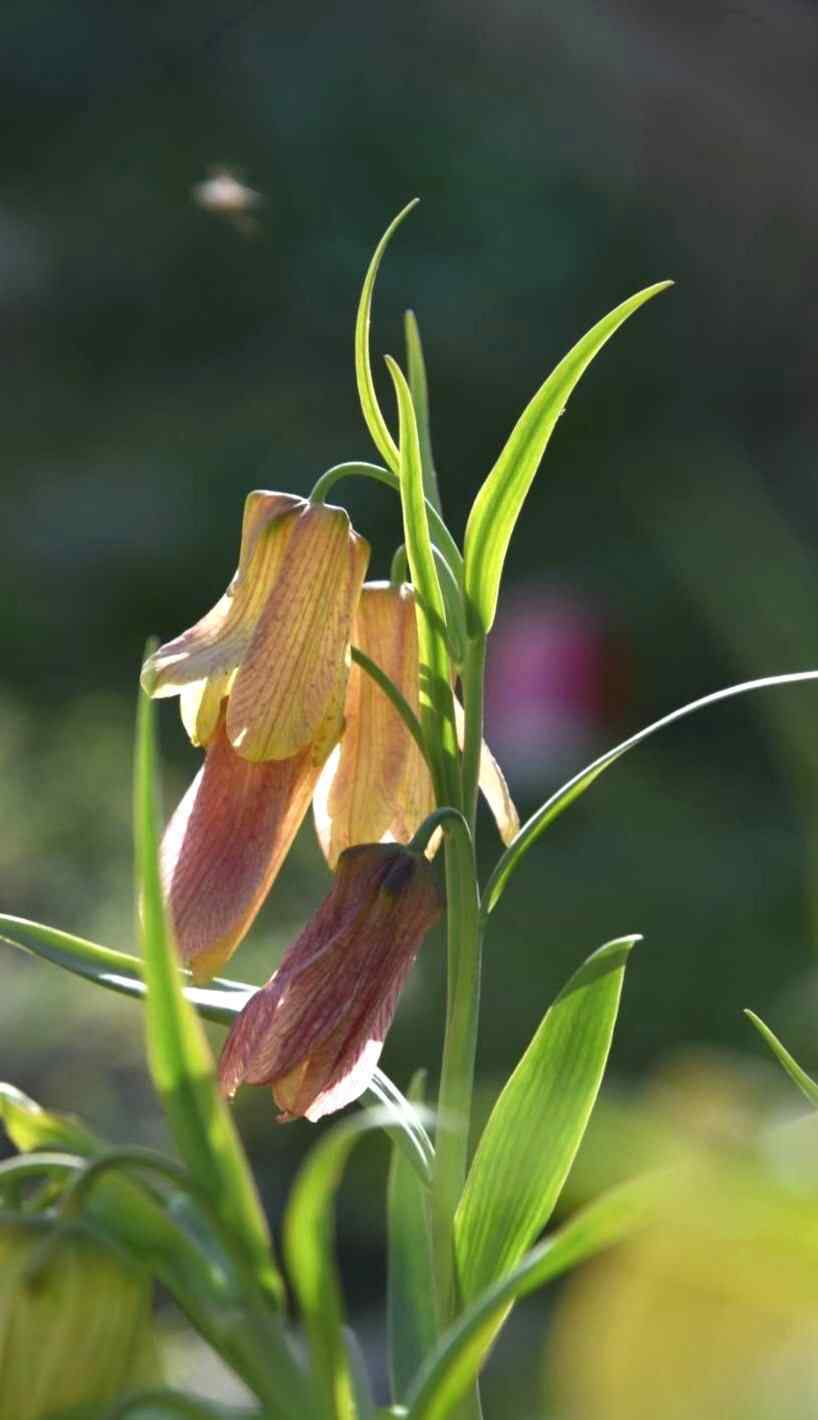 伊贝母 贝母花