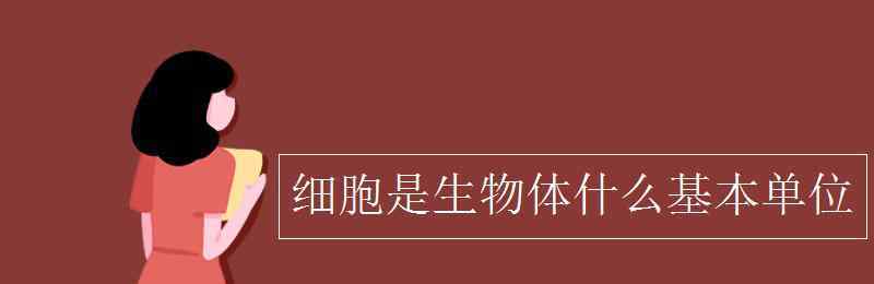 细胞是生物体什么的基本单位 细胞是生物体什么基本单位