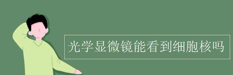 光学显微镜下能看到的细胞器 光学显微镜能看到细胞核吗