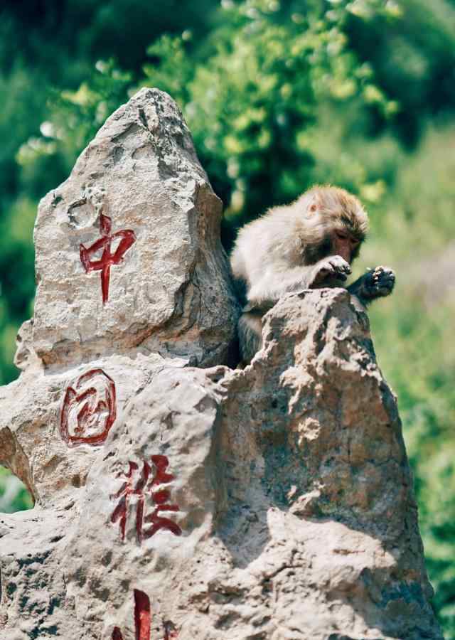 大伙儿了解这种全是神话传说,但现实生活中却确实有“花果山水帘