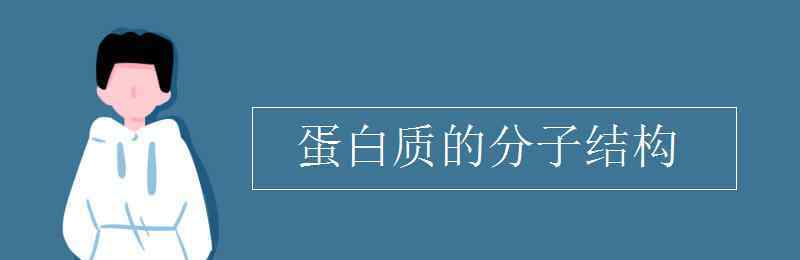 蛋白质分子结构 蛋白质的分子结构