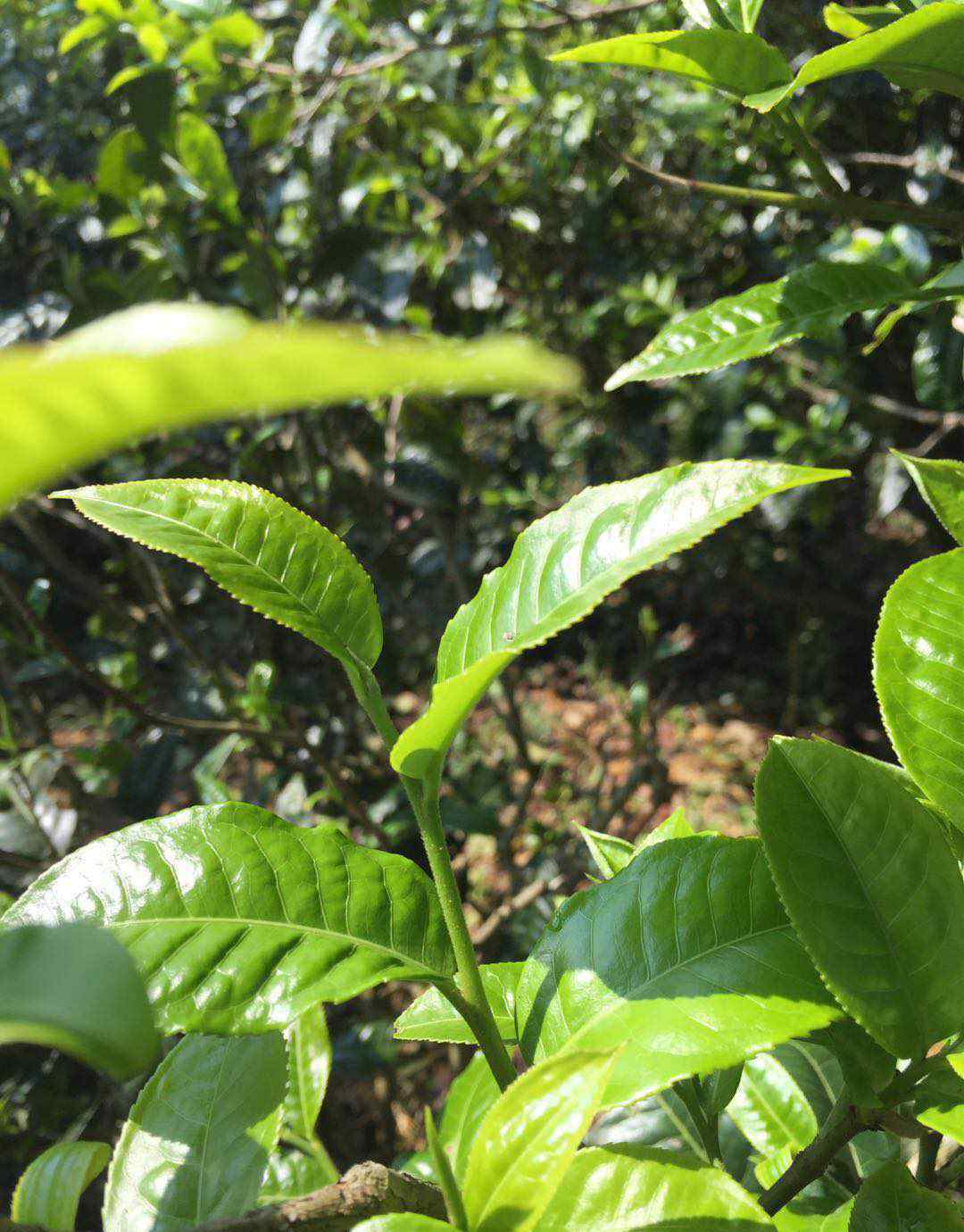 普洱熟茶确实能够减肥吗?