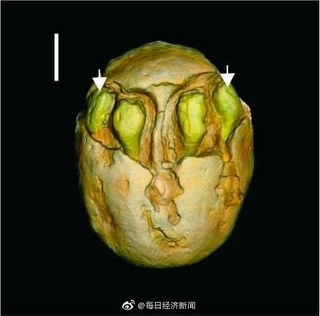 1500万年前的枣被发现 长什么样具体什么情况