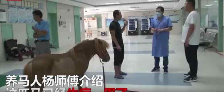 pony马 【人不如马】30多万小马住空调单间焦躁不安 荷兰纯种pony马患了空调病