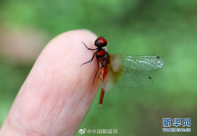 世界最小蜻蜓体长不足15毫米 具体是什么情况
