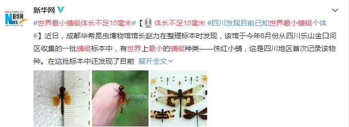 四川发现世界已知最小蜻蜓 体长不足15毫米 网友调侃：这是蚊子吧