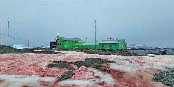 南极粉红色西瓜雪 警惕！南极出现西瓜雪 粉红色的“西瓜雪”很危险！
