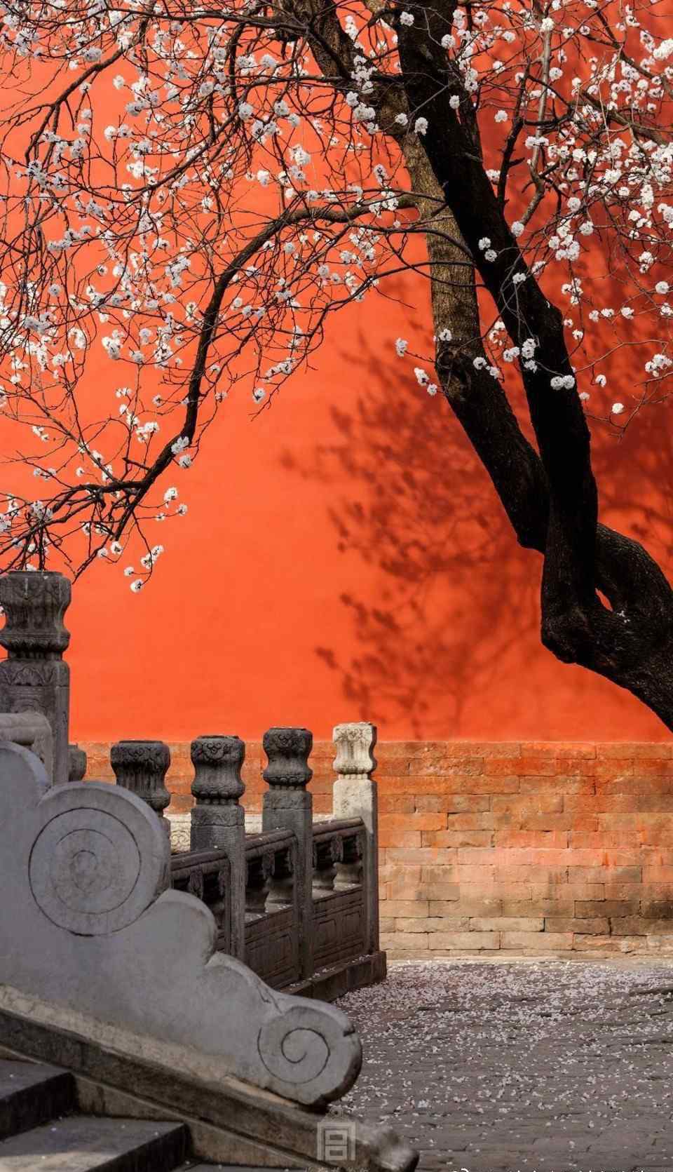 樱花分期 樱花浪漫，桃花灼灼，却不若“杏花春雨杨柳风，红墙绿瓦宫门重。...