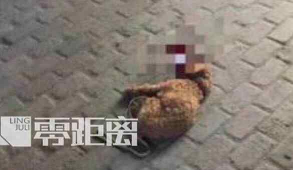 家狗 血腥一幕！儿子被咬摔死泰迪 狗主人：为了我家狗狗全场打7折！