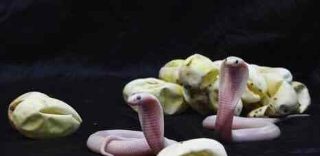 白化眼镜王蛇 一动物园首次成功繁育轻白化眼镜蛇，通体洁白似碧玉一般