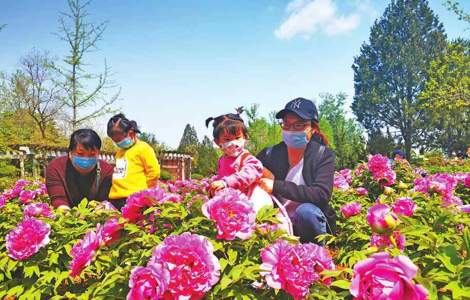 色人间阁 牡丹花开植物园 国色天香醉人间