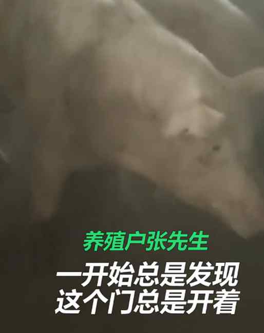 聪明老母猪自己能开圈门 还会开关水管 网友：以后再也不说人笨猪猪了