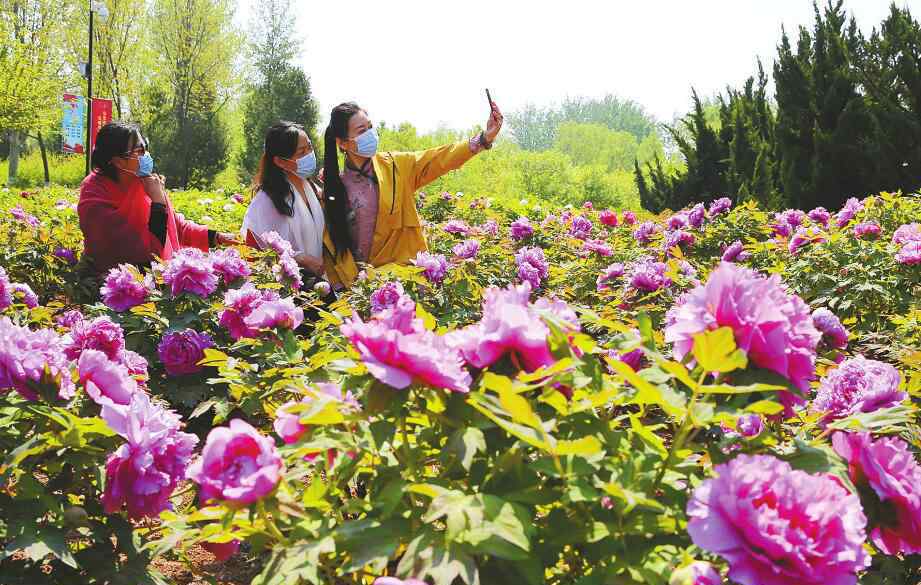 色人间阁 牡丹花开植物园 国色天香醉人间